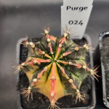 Gymnocalycium mihanovichii variegated — 3.5 — Exact #24 — PN-2026-000078