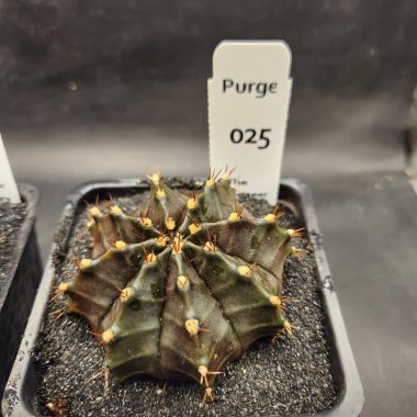Gymnocalycium mihanovichii — 3.5 — Exact #25 — PN-2026-000079