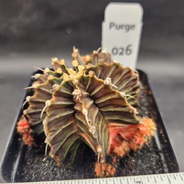 Gymnocalycium mihanovichii variegated — 3.5 — Exact #26 — PN-2026-000080