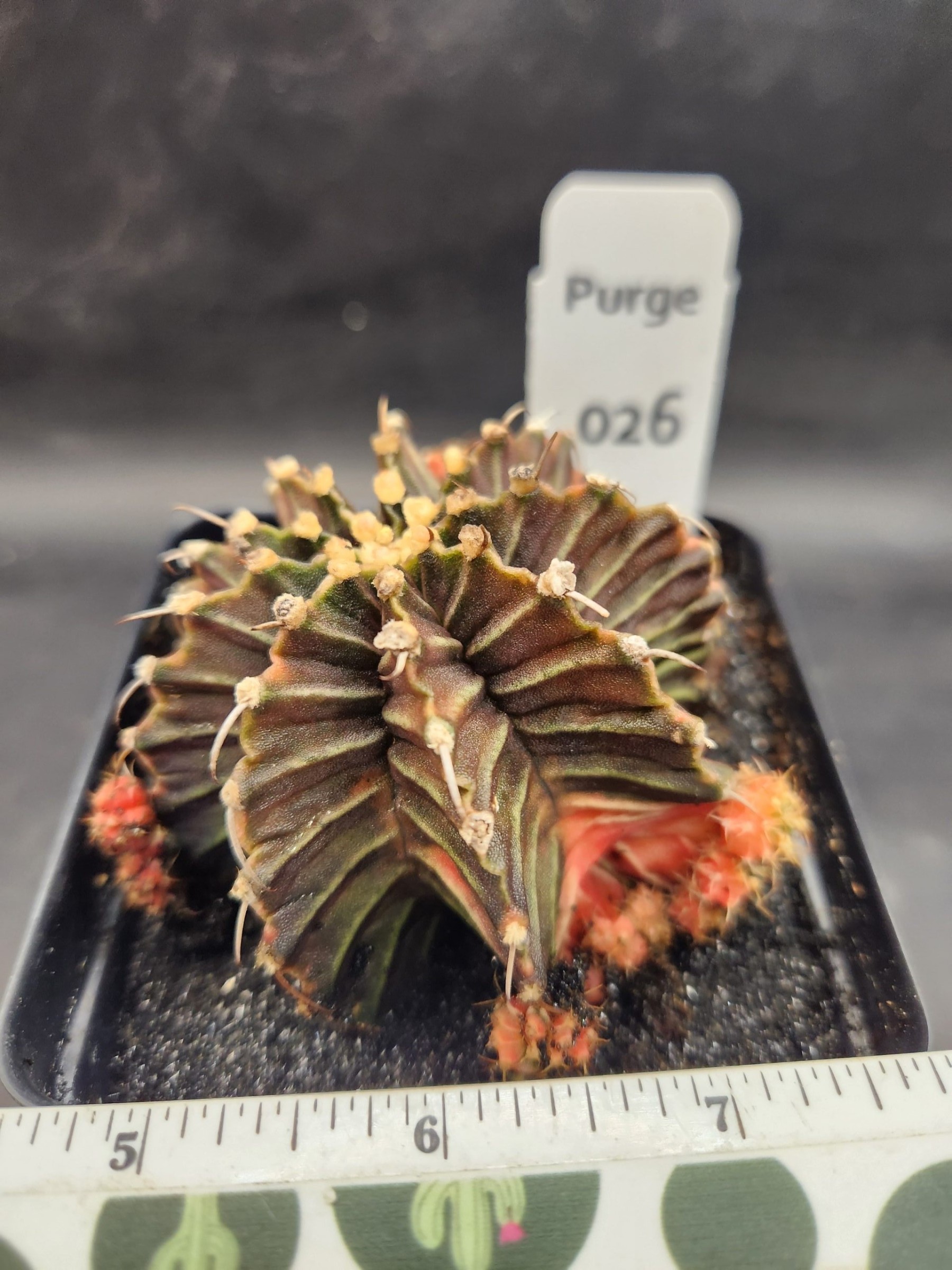 Gymnocalycium mihanovichii variegated — 3.5 — Exact #26 — PN-2026-000080