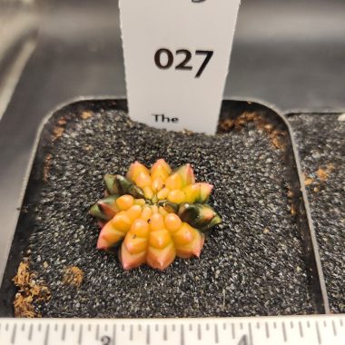 Gymnocalycium mihanovichii Cristata, Inermis — 2.5 — Exact #27 — PN-2026-000081