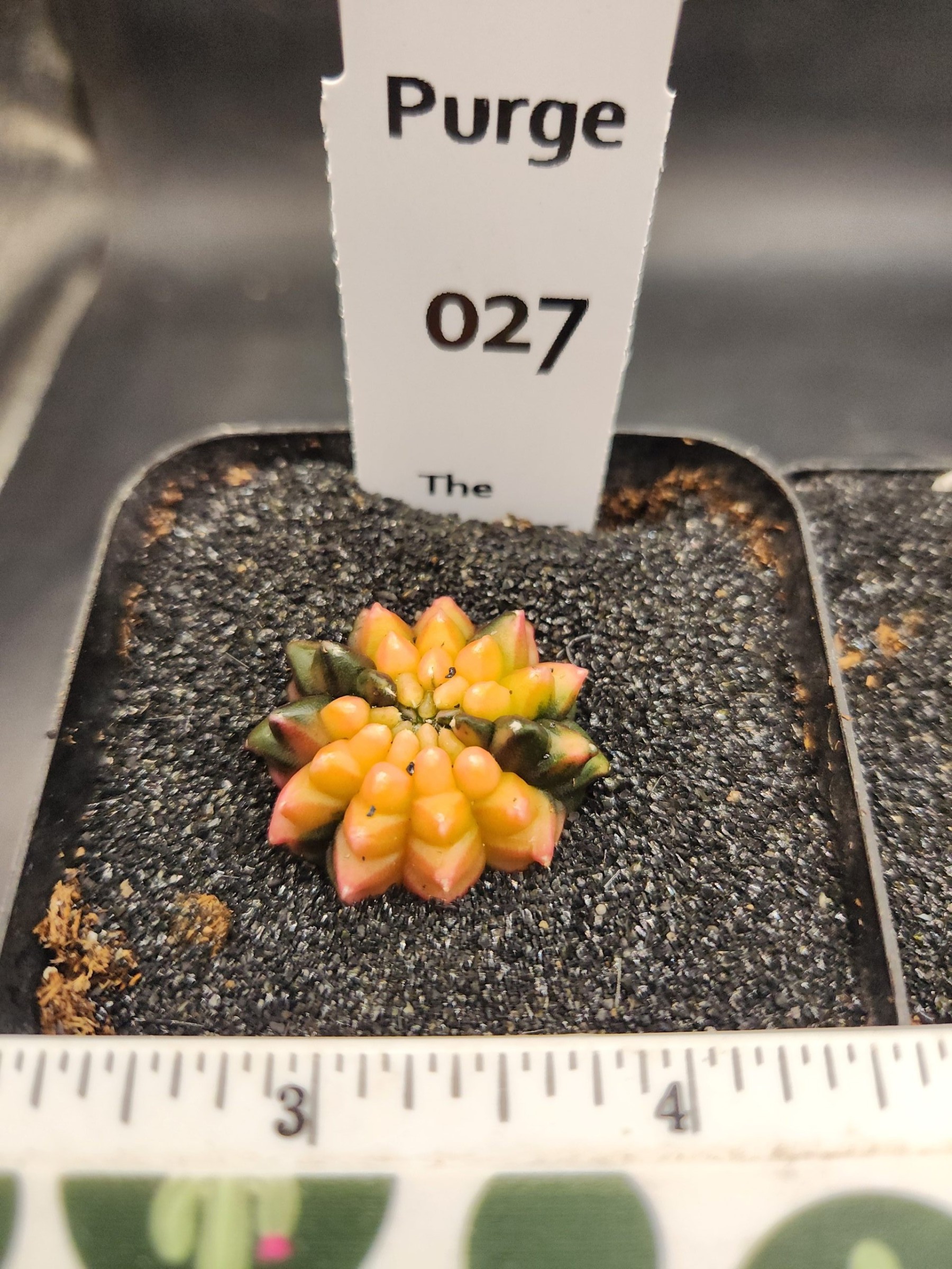 Gymnocalycium mihanovichii Cristata, Inermis — 2.5 — Exact #27 — PN-2026-000081