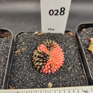 Gymnocalycium mihanovichii Cristata, Inermis — 2.5 — Exact #28 — PN-2026-000082