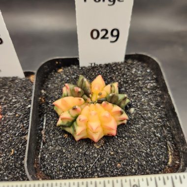 Gymnocalycium mihanovichii Cristata, Inermis — 2.5 — Exact #29 — PN-2026-000083