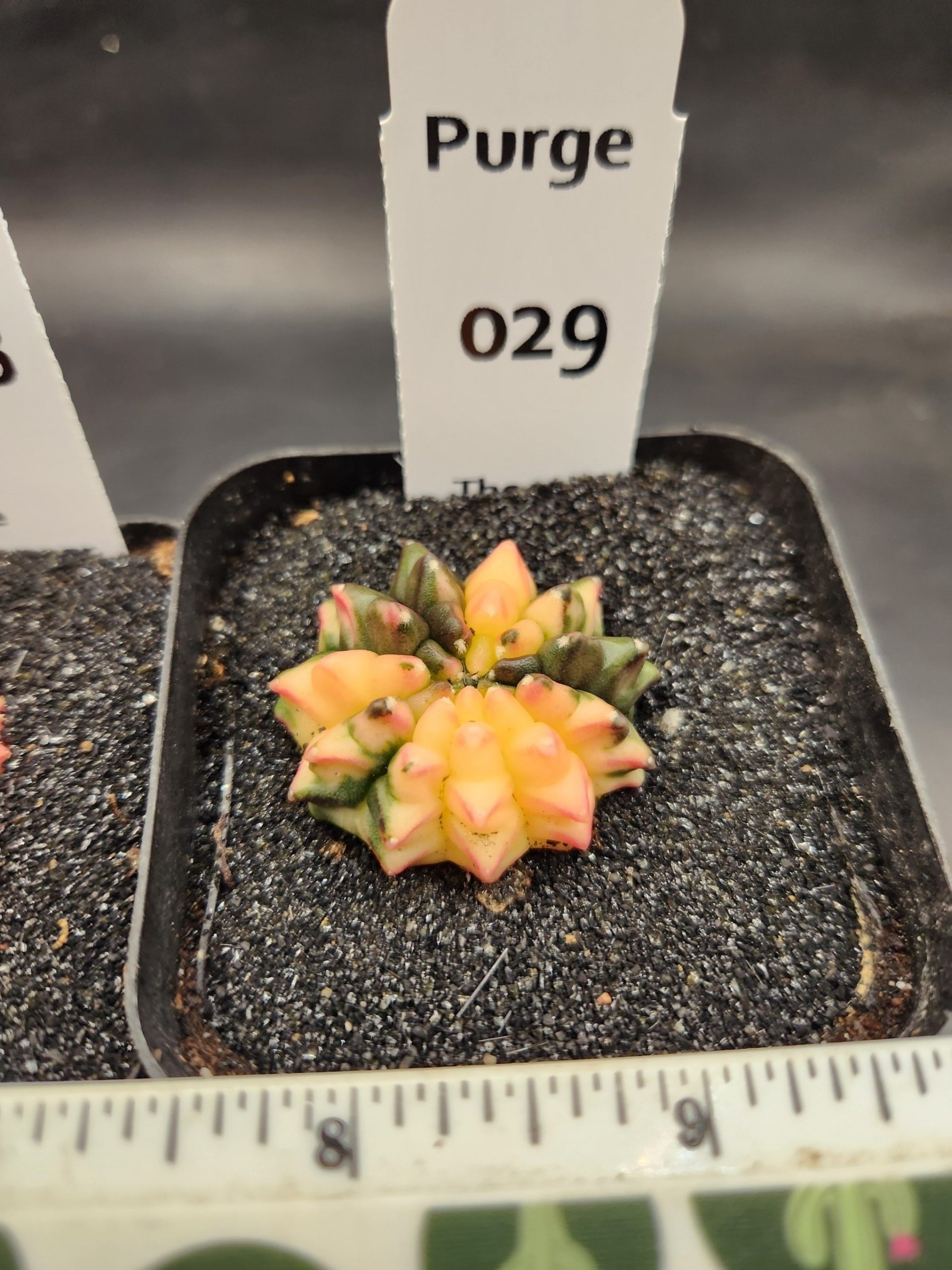 Gymnocalycium mihanovichii Cristata, Inermis — 2.5 — Exact #29 — PN-2026-000083