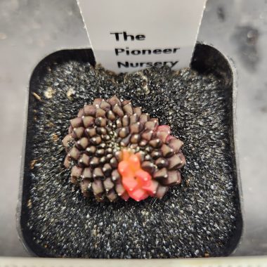 Gymnocalycium mihanovichii Cristata, Inermis — 2.5 — Exact #30 — PN-2026-000084