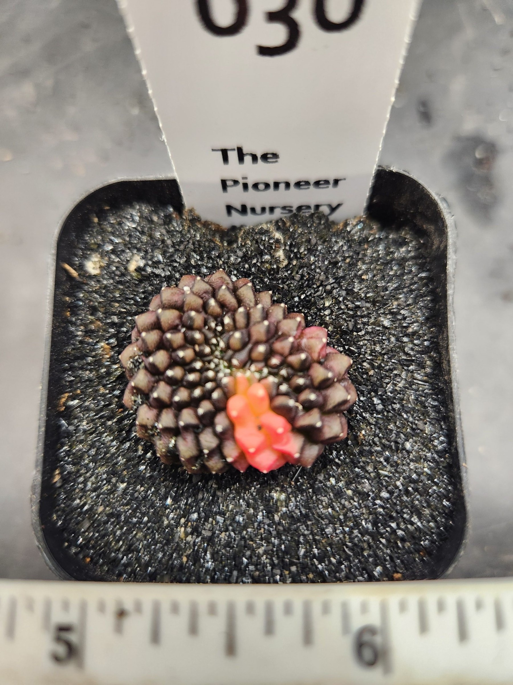 Gymnocalycium mihanovichii Cristata, Inermis — 2.5 — Exact #30 — PN-2026-000084