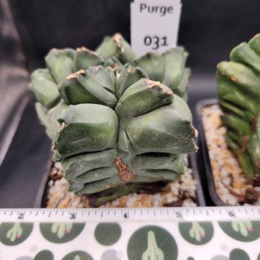 Astrophytum myriostigma — 4 inch — Exact #31 — PN-2026-000085