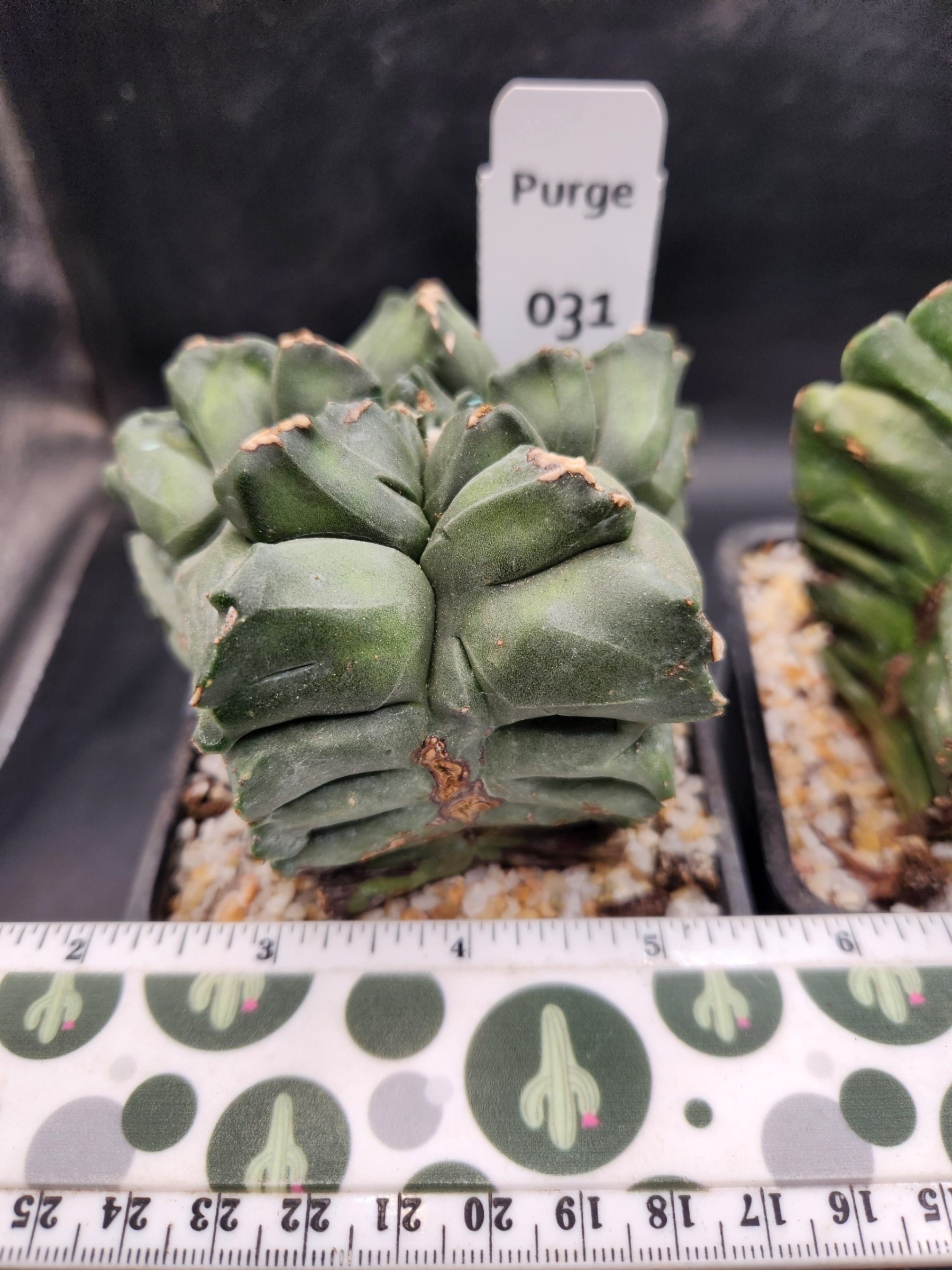 Astrophytum myriostigma — 4 inch — Exact #31 — PN-2026-000085