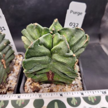 Astrophytum myriostigma — 4 inch — Exact #32 — PN-2026-000086