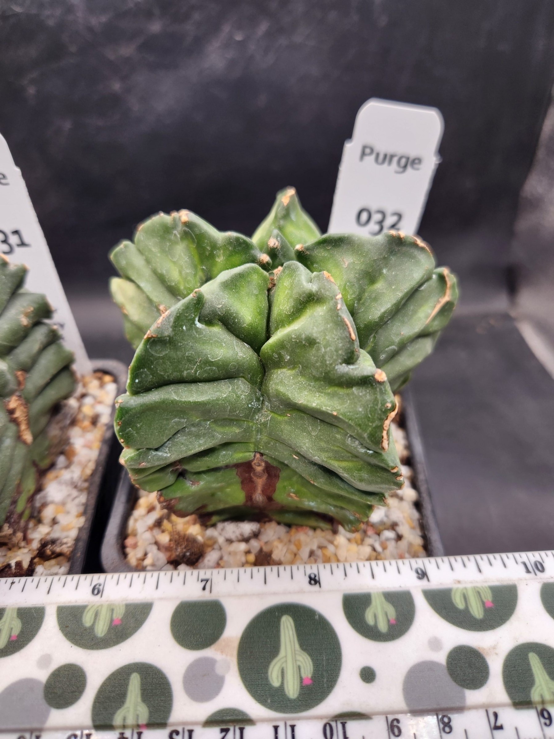 Astrophytum myriostigma — 4 inch — Exact #32 — PN-2026-000086