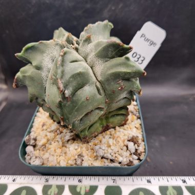 Astrophytum myriostigma — 4 inch — Exact #33 — PN-2026-000087