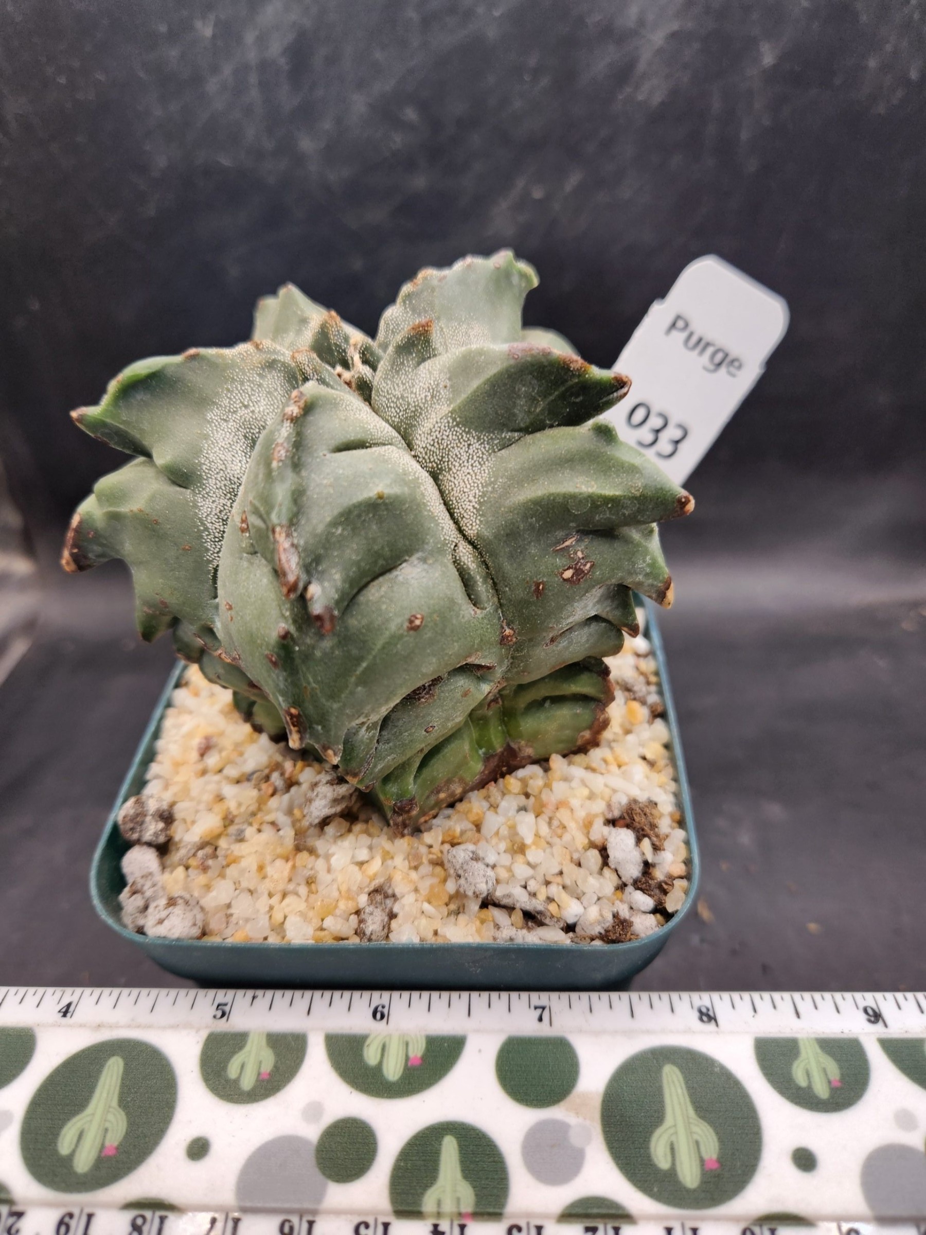 Astrophytum myriostigma — 4 inch — Exact #33 — PN-2026-000087