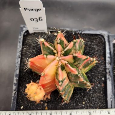 Large gymnocalycium Variegated — 5 inch — Exact #36 — PN-2026-000088
