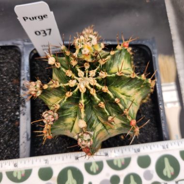 Large gymnocalycium Variegated — 5 inch — Exact #37 — PN-2026-000089