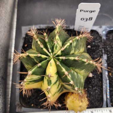 Large gymnocalycium Variegated — 5 inch — Exact #38 — PN-2026-000090