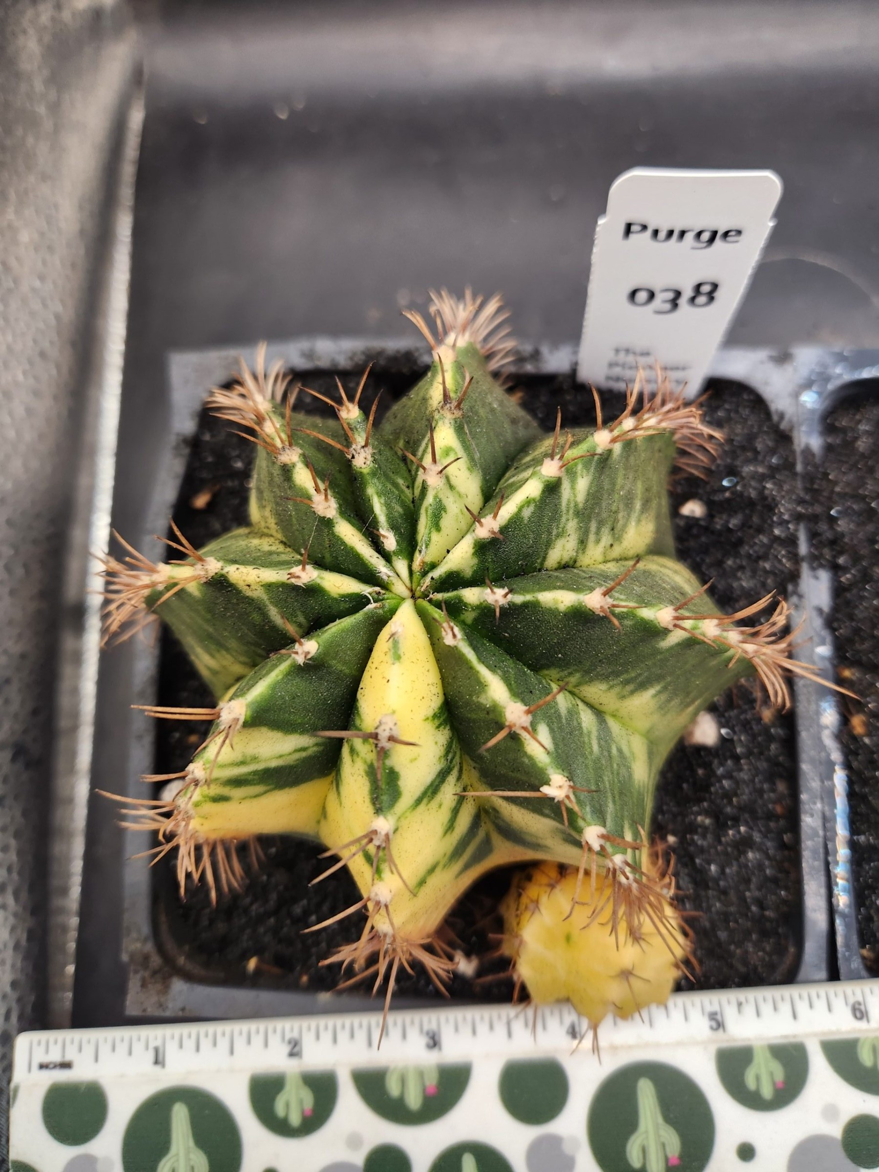 Large gymnocalycium Variegated — 5 inch — Exact #38 — PN-2026-000090