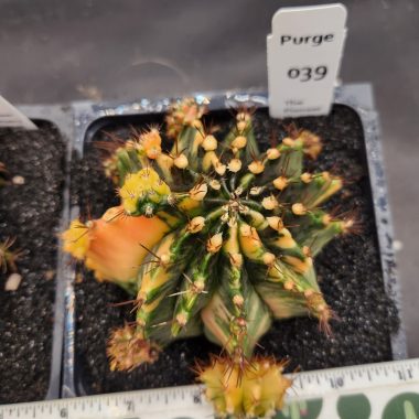 Large gymnocalycium Variegated — 5 inch — Exact #39 — PN-2026-000091