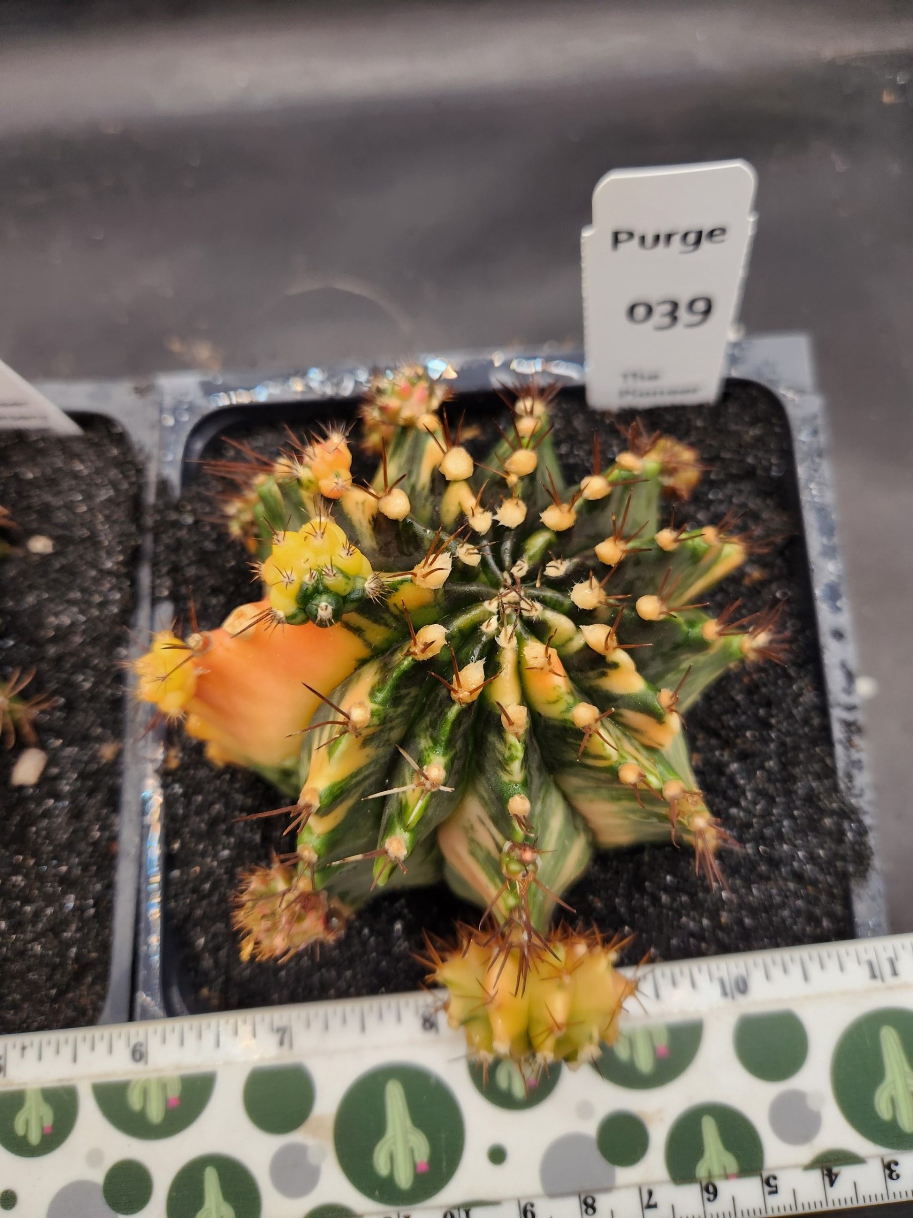 Large gymnocalycium Variegated — 5 inch — Exact #39 — PN-2026-000091