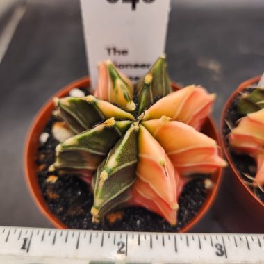 Gymnocalycium mihanovichii variegated — 2.5 — Exact #112 — PN-2026-000062