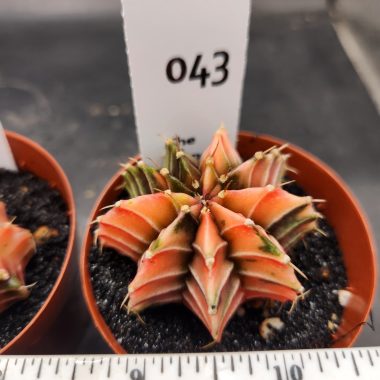 Gymnocalycium mihanovichii variegated — 2.5 inch — Exact #43 — PN-2026-000064