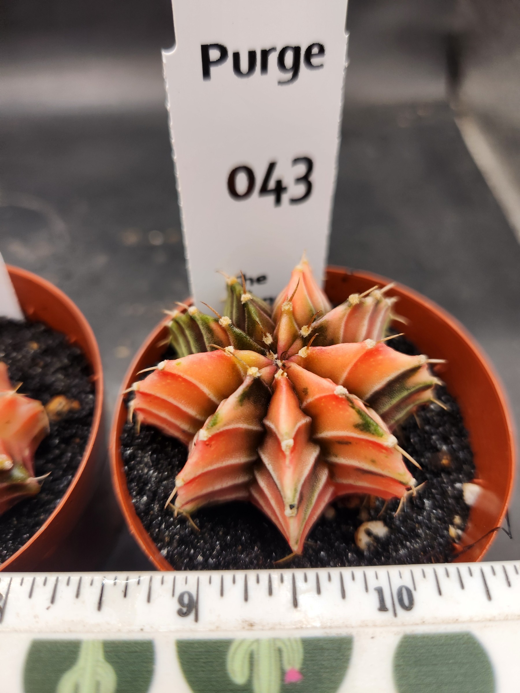 Gymnocalycium mihanovichii variegated — 2.5 inch — Exact #43 — PN-2026-000064