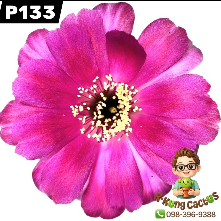 P133