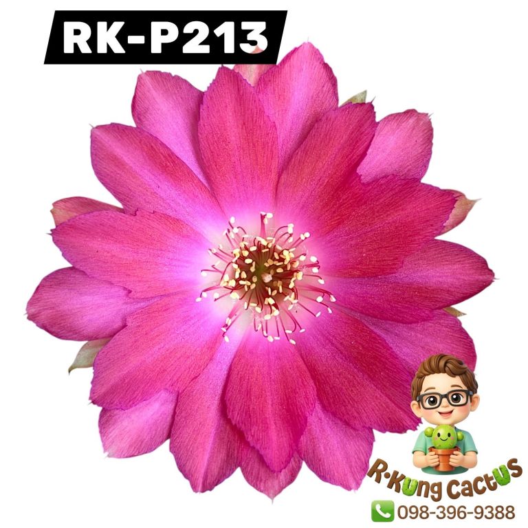 P213