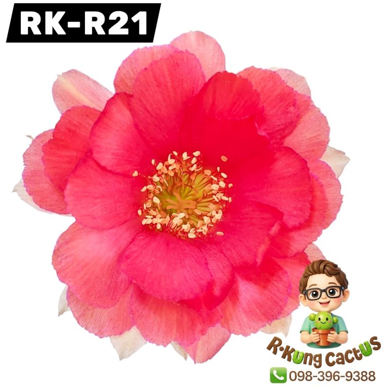 R21