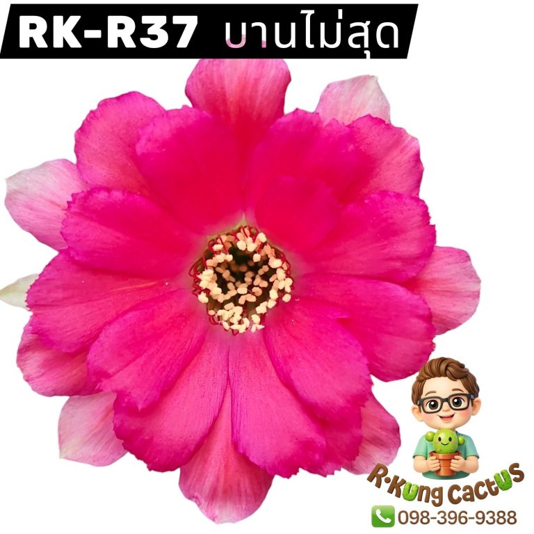 R37