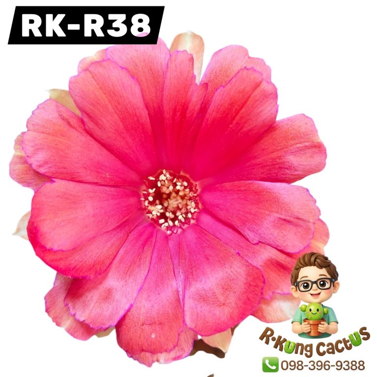 R38