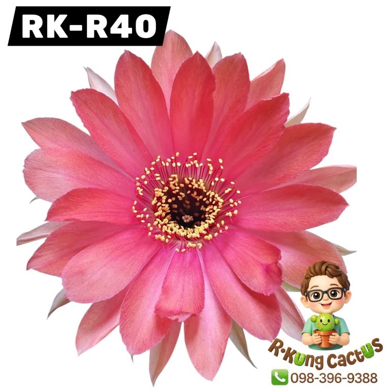 R40