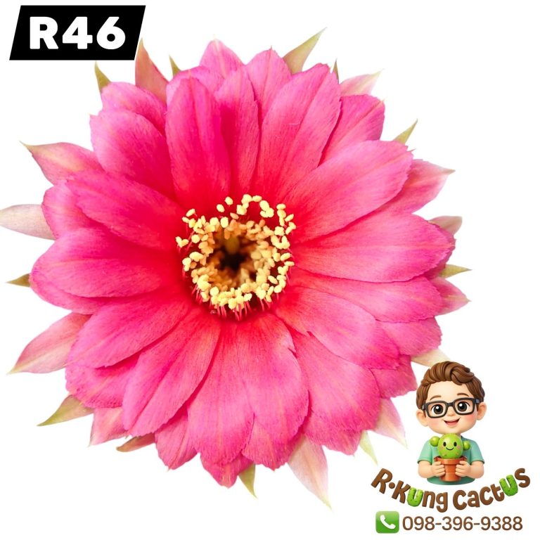 R46