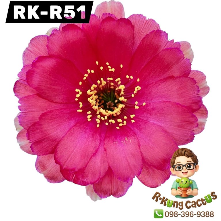 R51