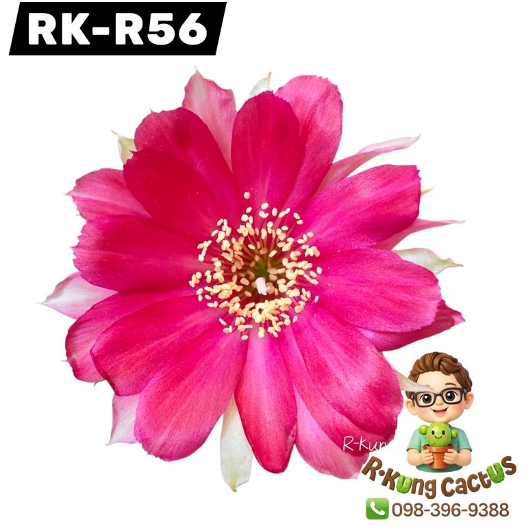 R56