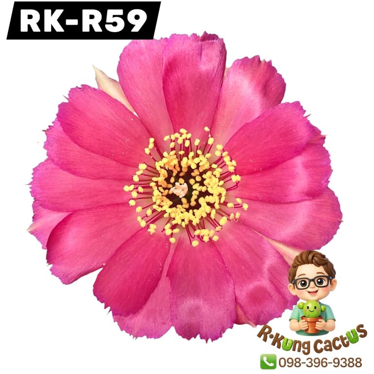 R59