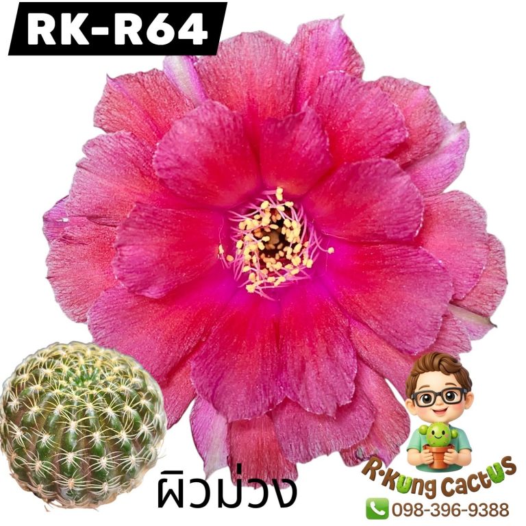 R64