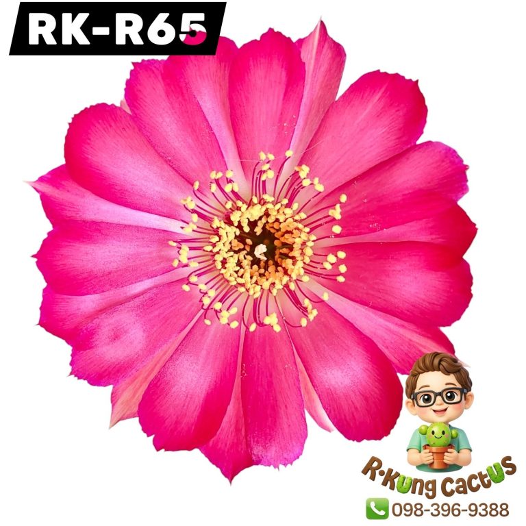 R65