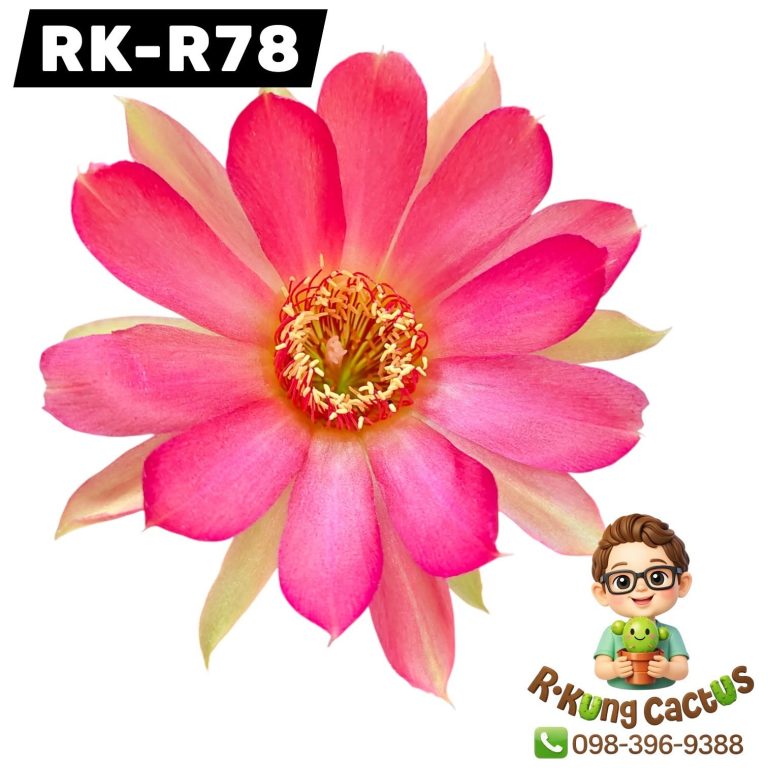 R78