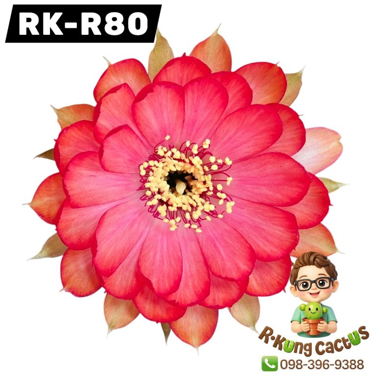 R80