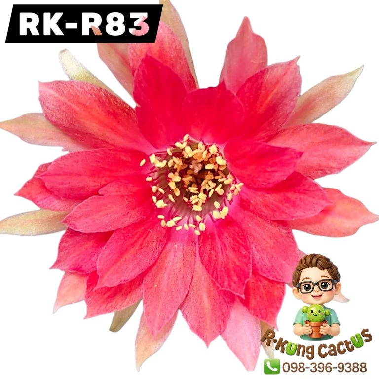 R83
