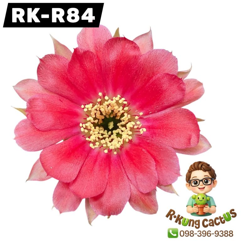 R84