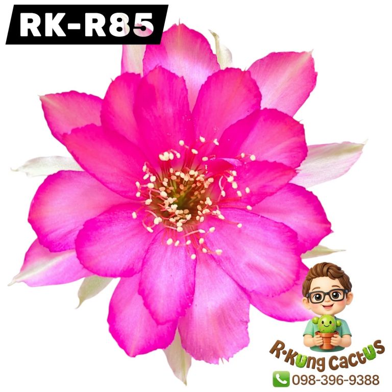 R85