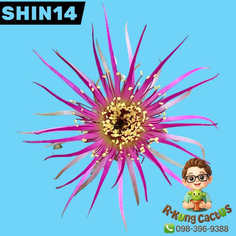 SHIN14