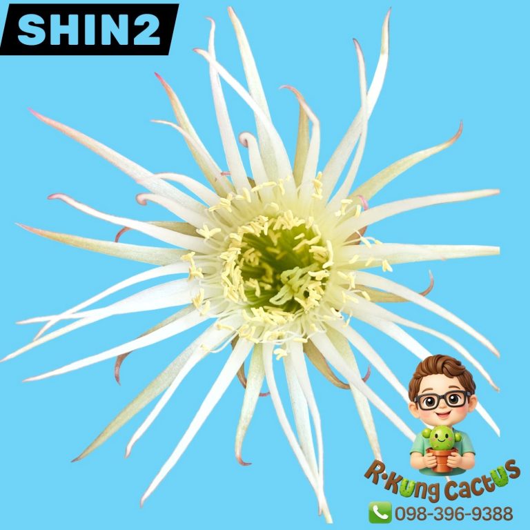 SHIN2