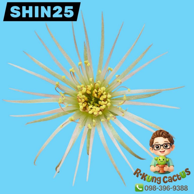 SHIN25