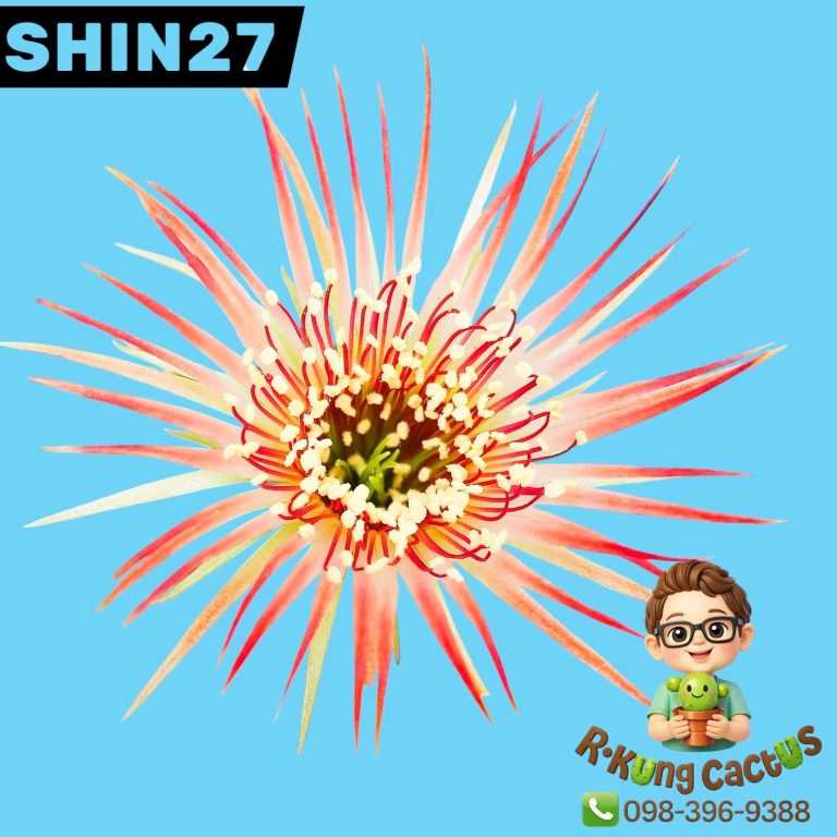 SHIN27