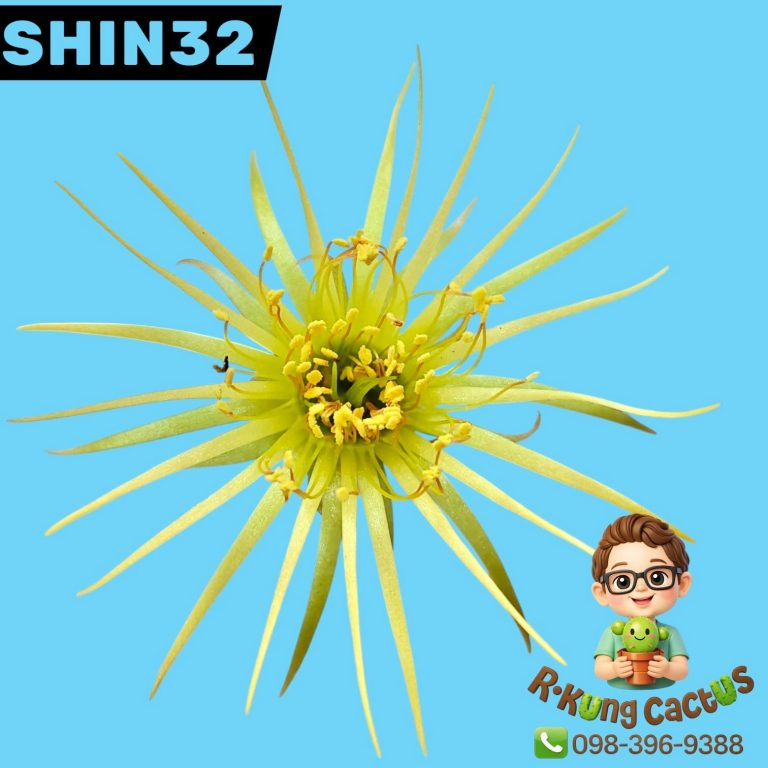 SHIN32