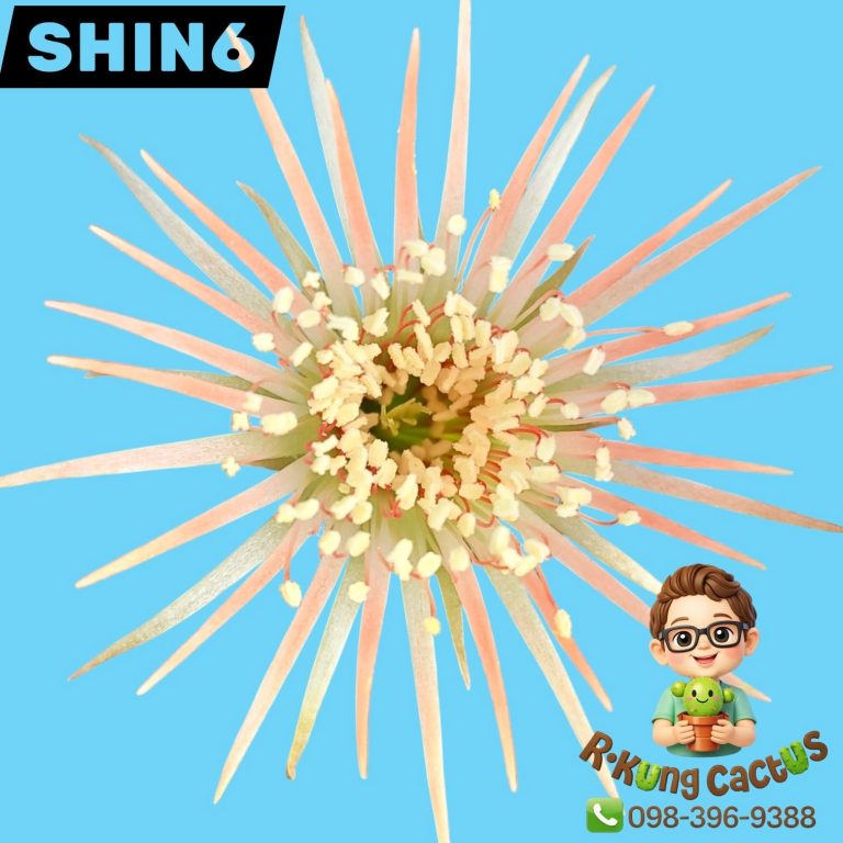 SHIN6