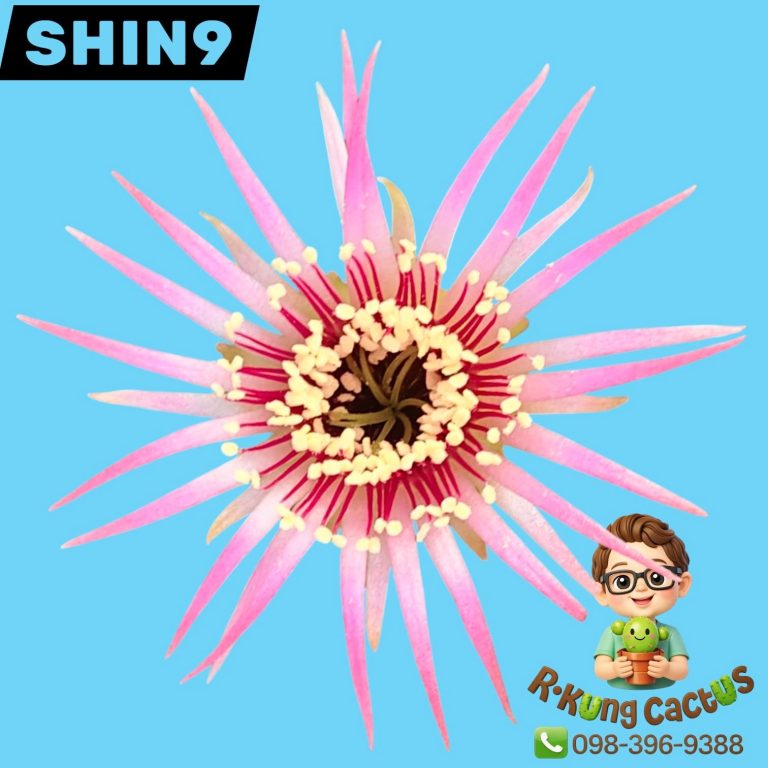 SHIN9
